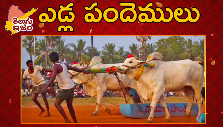 TeluguISM Traditions - Telugu Sampradayalu Bull Race Competition 107